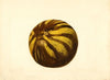 Citrus paradisi