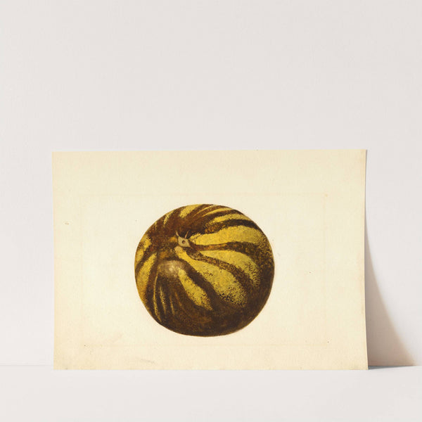 Citrus paradisi by James Marion Shull