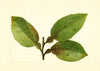 Citrus paradisi
