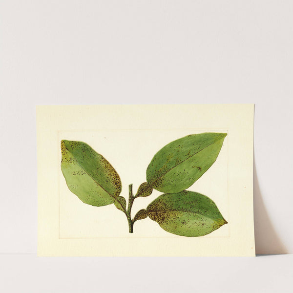 Citrus paradisi (1910) by James Marion Shull