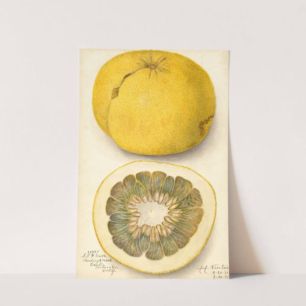 Citrus paradisi by Amanda Almira Newton