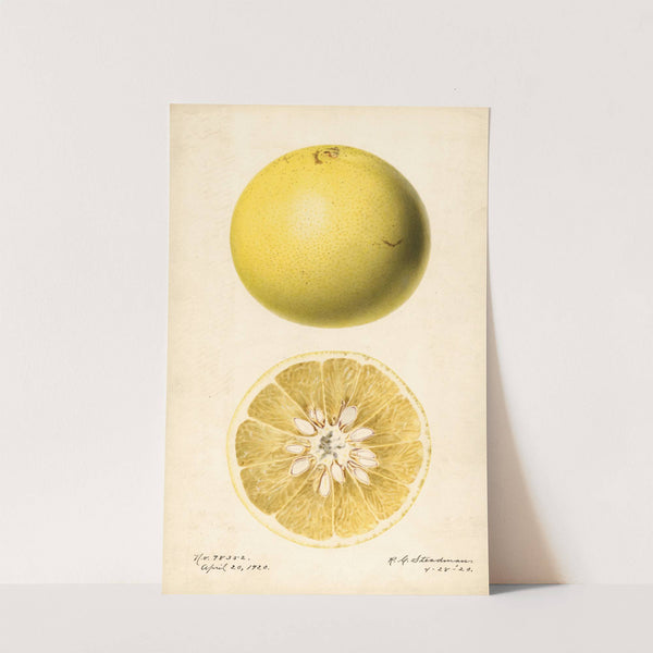Citrus paradisi by Royal Charles Steadman
