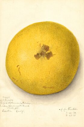 Citrus paradisi — size preview