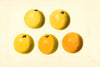 Citrus paradisi