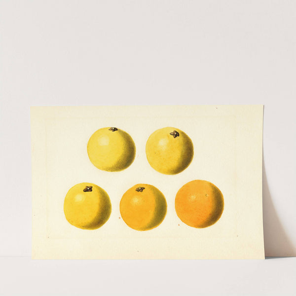 Citrus paradisi by James Marion Shull