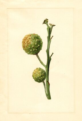 Citrus paradisi