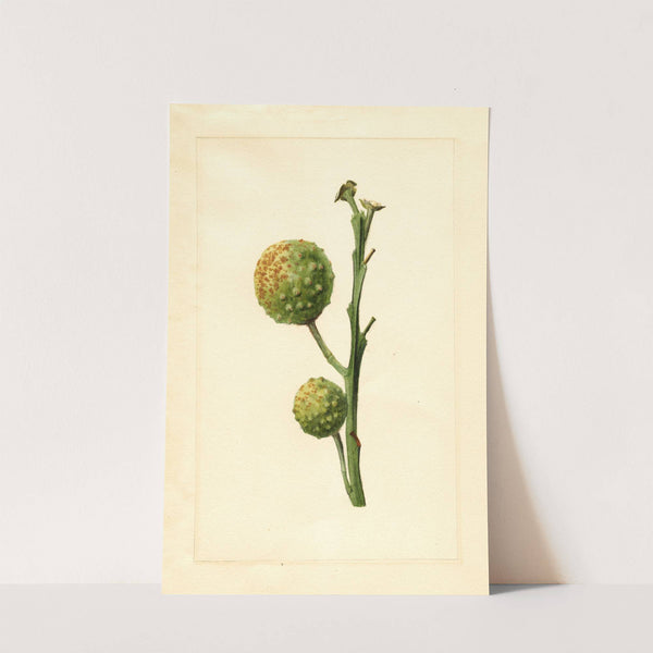 Citrus paradisi by James Marion Shull