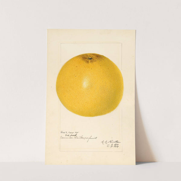 Citrus paradisi by Amanda Almira Newton