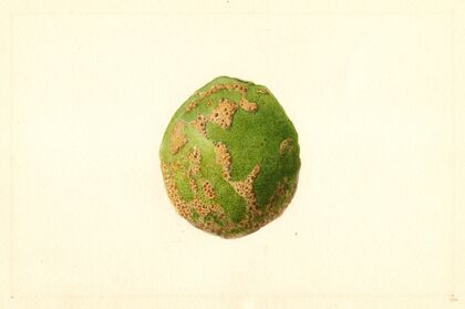 Citrus paradisi
