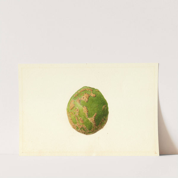 Citrus paradisi by James Marion Shull