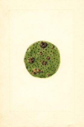 Citrus paradisi