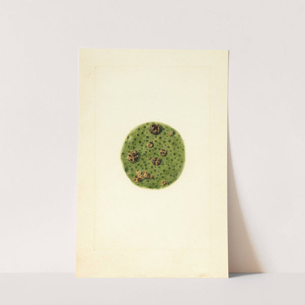 Citrus paradisi by James Marion Shull