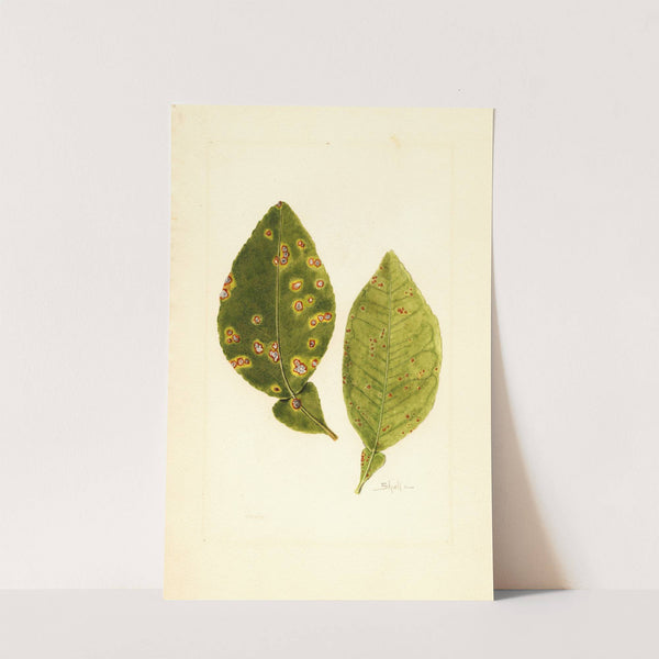 Citrus paradisi by James Marion Shull