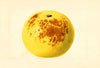 Citrus paradisi