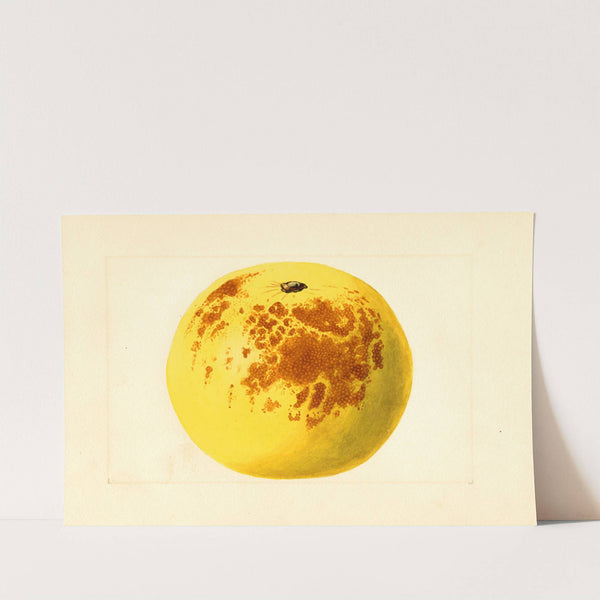 Citrus paradisi by James Marion Shull