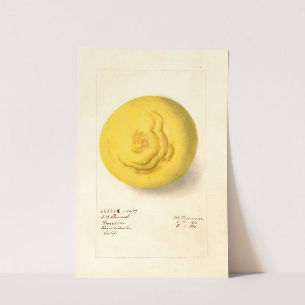 Citrus paradisi by Deborah Griscom Passmore