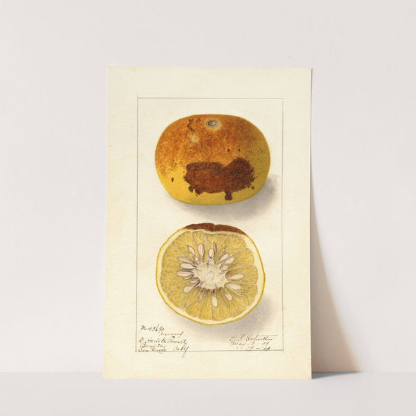 Citrus paradisi by Ellen Isham Schutt