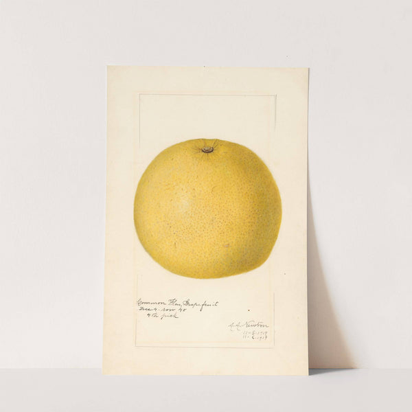 Citrus paradisi by Amanda Almira Newton