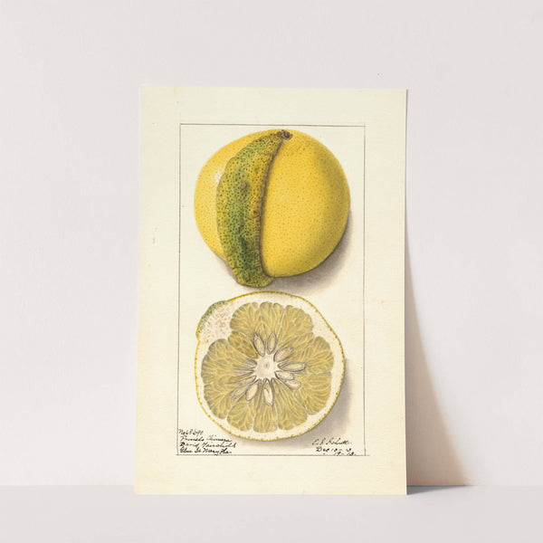 Citrus paradisi: Chimera by Ellen Isham Schutt