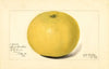 Citrus paradisi: Davis Seedless