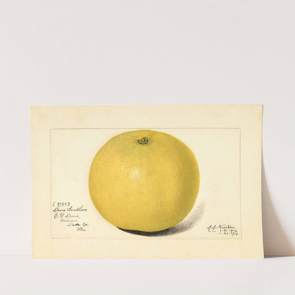 Citrus paradisi: Davis Seedless by Amanda Almira Newton