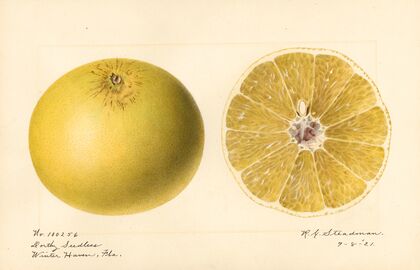 Citrus paradisi: Dorthy Seedless