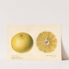 Citrus paradisi: Dorthy Seedless by Royal Charles Steadman