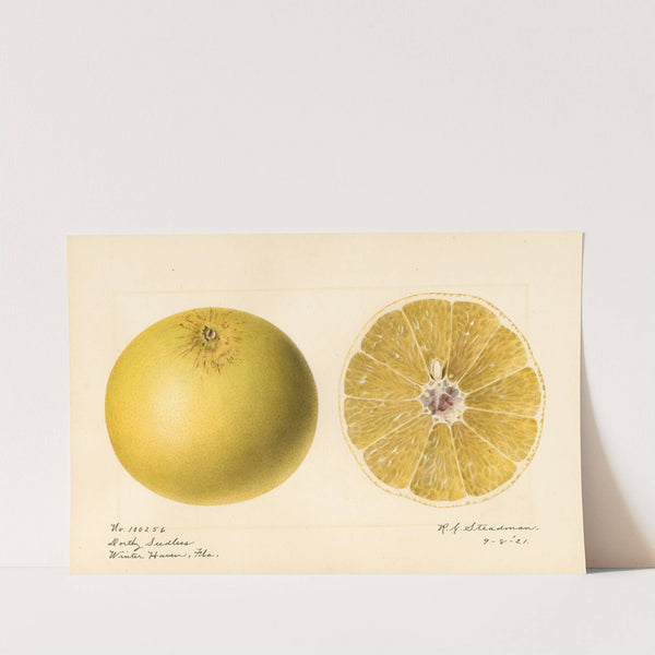 Citrus paradisi: Dorthy Seedless by Royal Charles Steadman