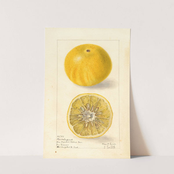 Citrus paradisi: Florida Improved by Elsie E. Lower