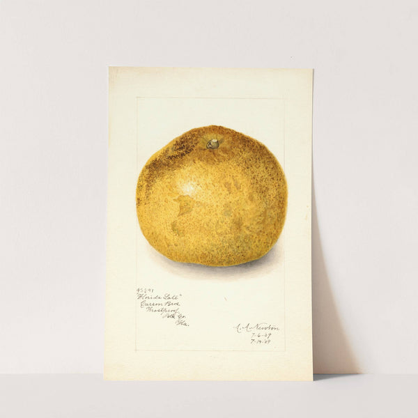 Citrus paradisi: Florida Late by Amanda Almira Newton