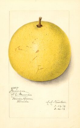 Citrus paradisi: Inman