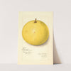 Citrus paradisi: Inman by Amanda Almira Newton