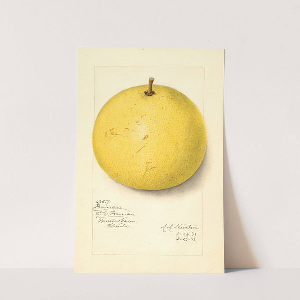 Citrus paradisi: Inman by Amanda Almira Newton