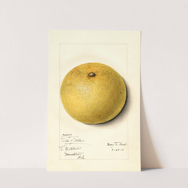 Citrus paradisi: Isle of Pines by Mary Daisy Arnold