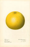 Citrus paradisi: Marsh