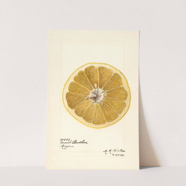 Citrus paradisi: Marsh Seedless by Amanda Almira Newton