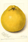 Citrus paradisi: Marsh Seedless
