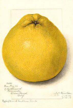 Citrus paradisi: Marsh Seedless