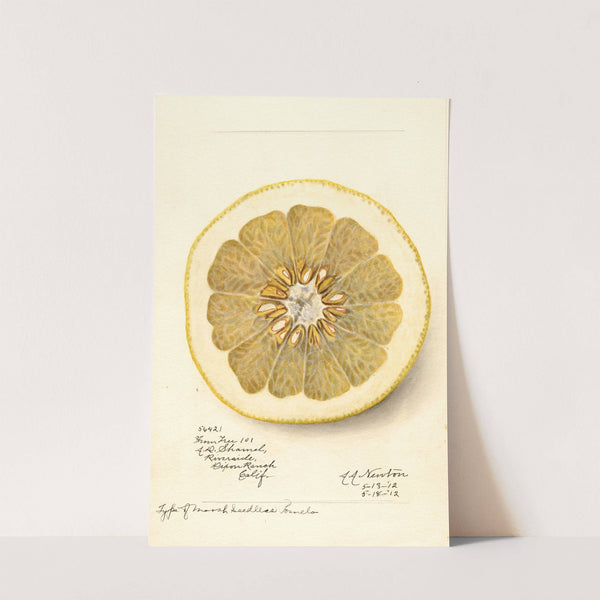 Citrus paradisi: Marsh Seedless by Amanda Almira Newton