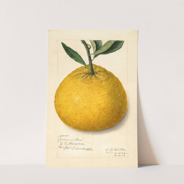 Citrus paradisi: Natsumikan by Amanda Almira Newton