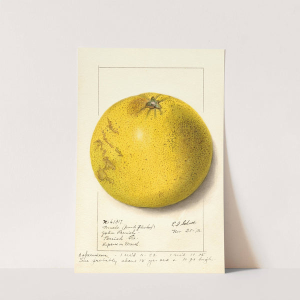 Citrus paradisi: Pink Fleshed by Ellen Isham Schutt