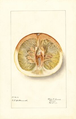 Citrus paradisi: Pomelo