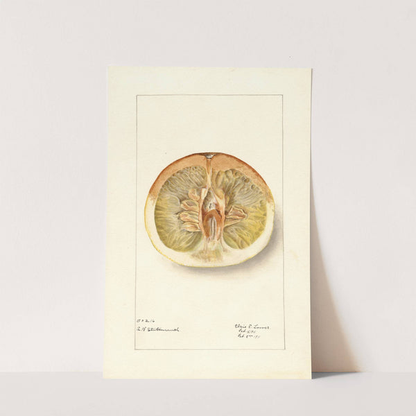 Citrus paradisi: Pomelo by Elsie E. Lower