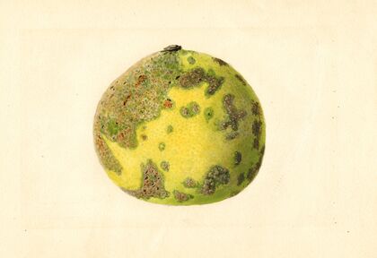 Citrus paradisi: Pomelo