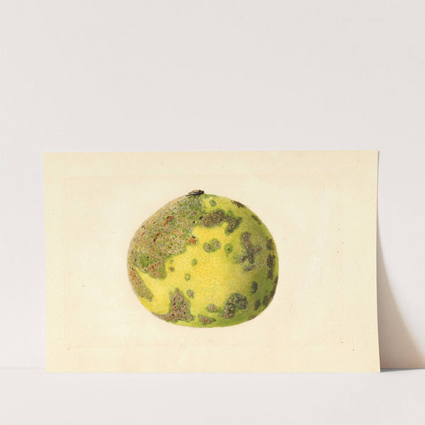 Citrus paradisi: Pomelo by James Marion Shull