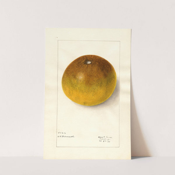 Citrus paradisi: Pomelo by Elsie E. Lower