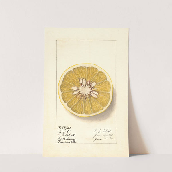 Citrus paradisi: Royal by Ellen Isham Schutt