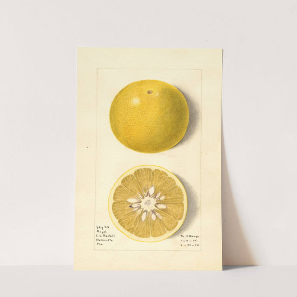 Citrus paradisi: Royal by M. Strange