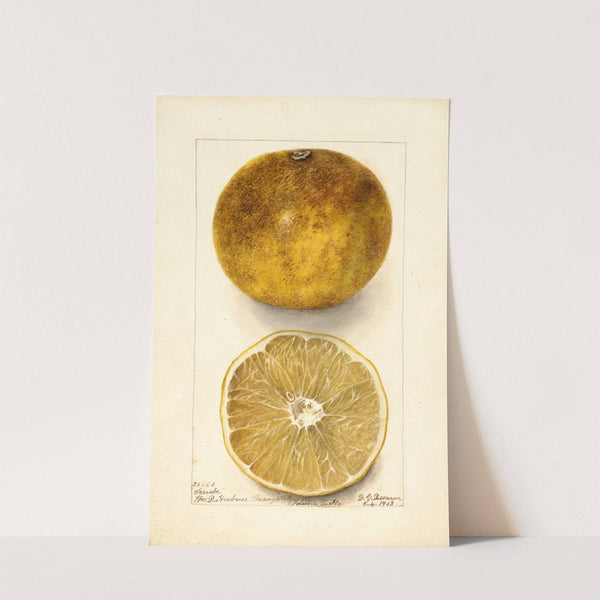 Citrus paradisi: Scrubs by Deborah Griscom Passmore