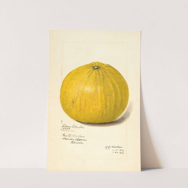 Citrus paradisi: Silver Cluster by Amanda Almira Newton